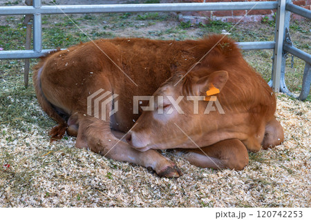 Brown calf resting in pen with sawdust and ear tag on farm 120742253