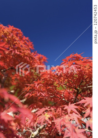 青空と紅葉 青空と紅葉 120742453