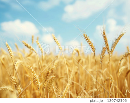 Wheat field with a blue sky and clouds in the background 120742596