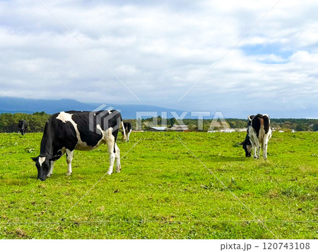 放牧されたホルスタイン 放牧されたホルスタイン 120743108