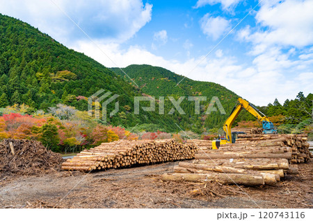 材木置き場　林業イメージ 120743116