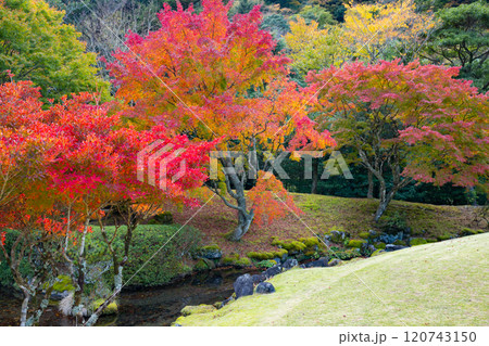 静岡県伊豆市　道の駅天城越えの紅葉(昭和の森会館) 120743150