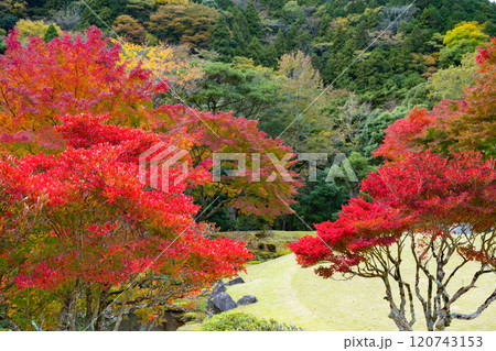 静岡県伊豆市 道の駅天城越えの紅葉(昭和の森会館) 静岡県伊豆市 道の駅天城越えの紅葉(昭和の森会館) 120743153