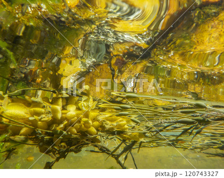 underwater view of floating seaweed on the surface 120743327