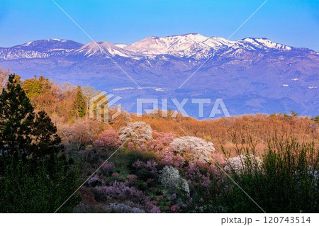 朝日に映える吾妻連峰と花見山公園(福島県福島市、4月) 120743514