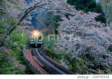 前照灯を点けて桜のトンネルを走る只見線の一番列車(福島県柳津町、4月中旬) 120743518