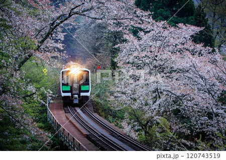 前照灯を点けて桜のトンネルを走る只見線の一番列車(福島県柳津町、4月中旬) 120743519