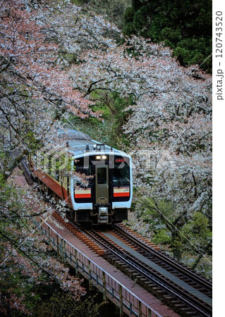 桜のトンネルを走る只見線の列車(福島県柳津町、4月中旬) 120743520