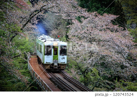 前照灯を点けて桜のトンネルを走る只見線の一番列車(福島県柳津町、4月下旬) 120743524