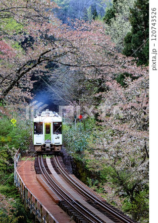 前照灯を点けて桜のトンネルを走る只見線の一番列車(福島県柳津町、4月下旬) 120743526