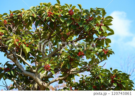 立派な樹形は強さや長寿の象徴 120743861