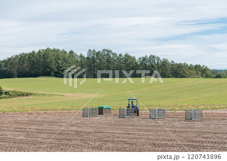 【富良野市 玉葱の収穫とトラクター】 【富良野市 玉葱の収穫とトラクター】 120743896