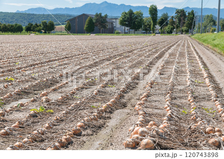 【富良野市　収穫直前の玉葱】 120743898