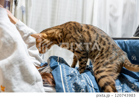 飼い主に乗っかる猫（ベンガルキャット） 120743983