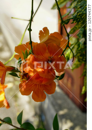 ノウゼンカズラの花 120744377