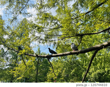 鳥と木の枝 森の木に止まる鳥の写真素材 [120744810] - PIXTA