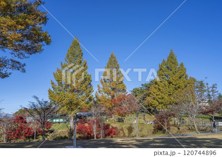 青空バックに見る晩秋の公園の情景 120744896