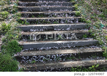 雨上がり桜散る 雨上がり桜散る 120744907