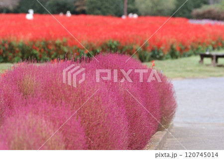 赤く紅葉したコキア 120745014