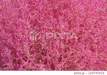 赤く紅葉したコキア 赤く紅葉したコキア 120745018