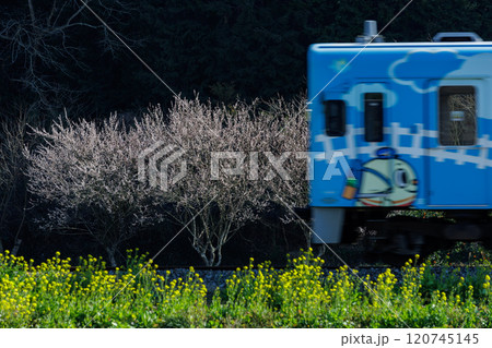 梅の並木を走る列車〜平成筑豊鉄道400型「ちくまるブルー」 120745145