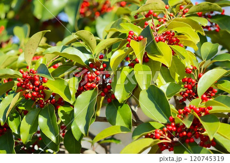 明るい日差しが赤い実を包み込む 120745319