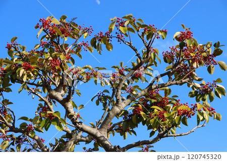 青空に赤い実が映えるクロガネモチ 120745320