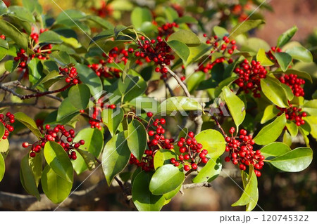 殺風景な冬の公園を彩るクロガネモチ 120745322