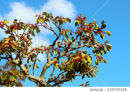 青空がよく似合うクロガネモチの赤い実 青空がよく似合うクロガネモチの赤い実 120745326