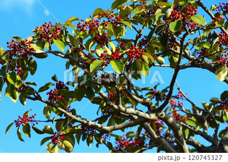赤い実をつけたクロガネモチ 120745327