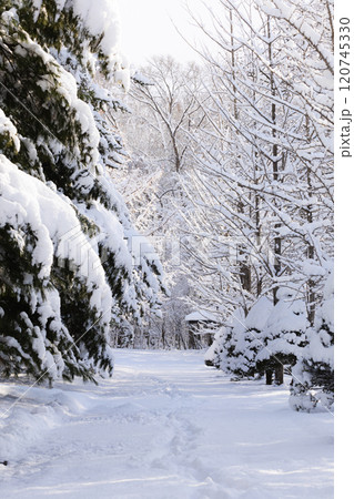 旭川市神楽岡公園の冬の雪景色の風景 旭川市神楽岡公園の冬の雪景色の風景 120745330