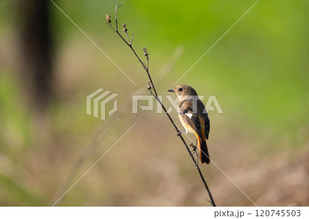 晩秋、農耕地に渡って来た冬鳥ジョウビタキ雌01 晩秋、農耕地に渡って来た冬鳥ジョウビタキ雌01 120745503