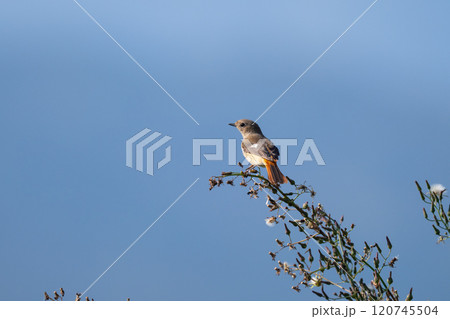 晩秋、農耕地に渡って来た冬鳥ジョウビタキ雌02 120745504