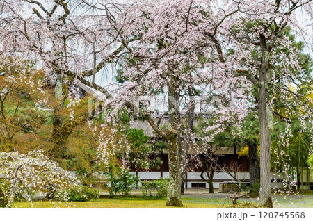 京都御所のシダレザクラ 京都御所のシダレザクラ 120745568