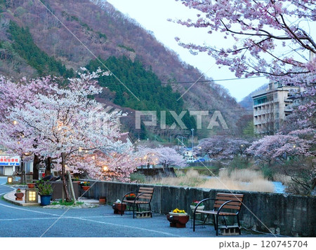 山形県鶴岡市あつみ温泉の夕景と夜桜の風景より 120745704