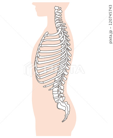 肋骨と胸椎のしくみ　骨格　横図　医療 120745743