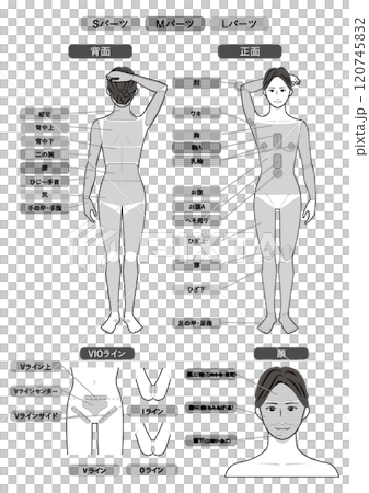 若いアジア人の脱毛エステの全身の箇所指示白バックのベクターデータのイメージイラスト図 120745832
