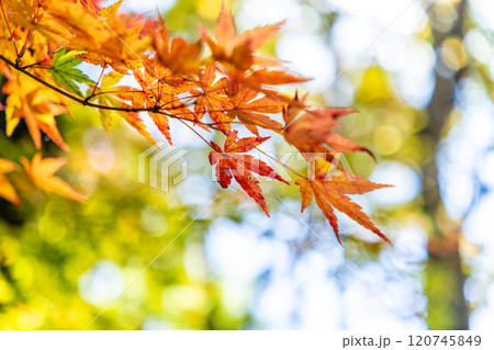 鮮やかな紅葉 120745849