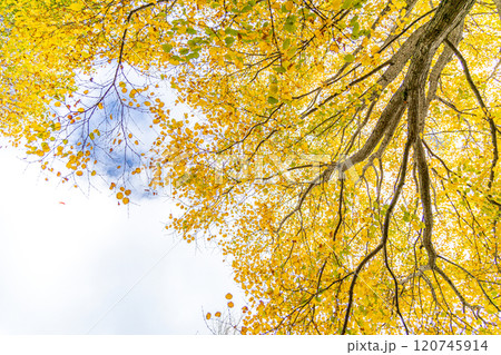 黄色く色づいた木々たち 120745914
