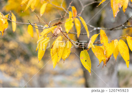 紅葉した葉 紅葉した葉 120745923