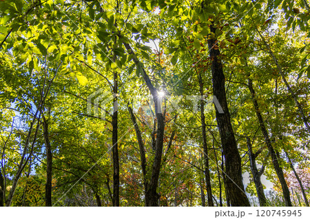 森の中から見上げた空 120745945
