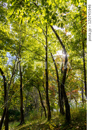 森の中から見上げた空 120745946