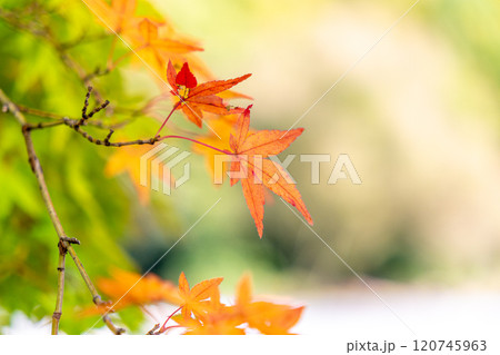 鮮やかな紅葉 120745963