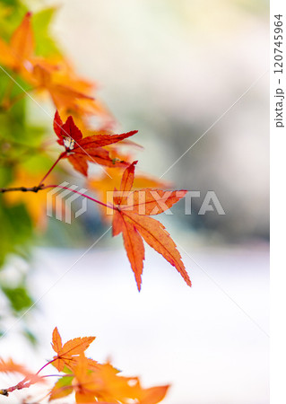 鮮やかな紅葉 120745964