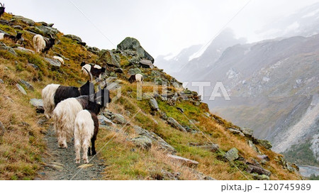 ブラウヘルトからスネガへのトラッキング　ヴァレーブラックネック　　スイス　ツェルマット 120745989