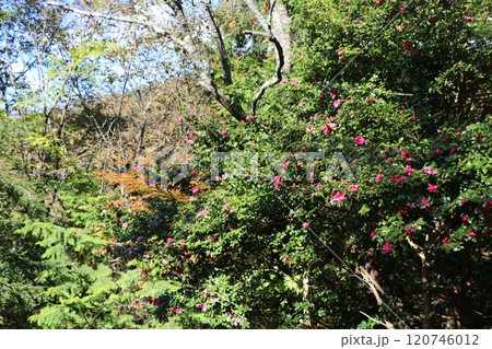 紅葉 120746012