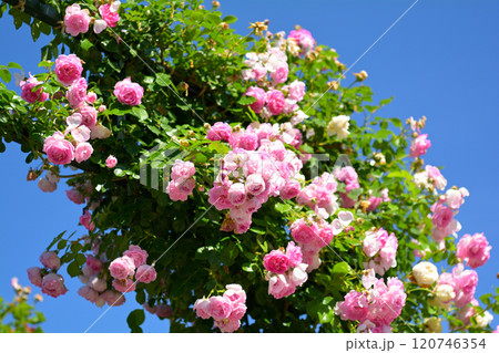 横浜・港の見える丘公園 120746354