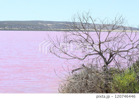 オーストラリア　ピンクレイク　Pink Lake 120746446