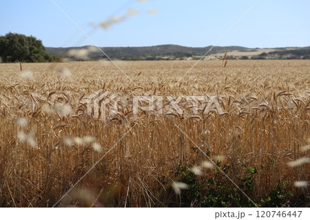 オーストラリア　ススキ pampas grass 120746447
