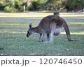 オーストラリア　野生カンガルー　お腹に赤ちゃん 120746450